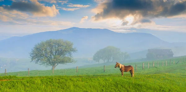 Paard op een weide — Stockfoto