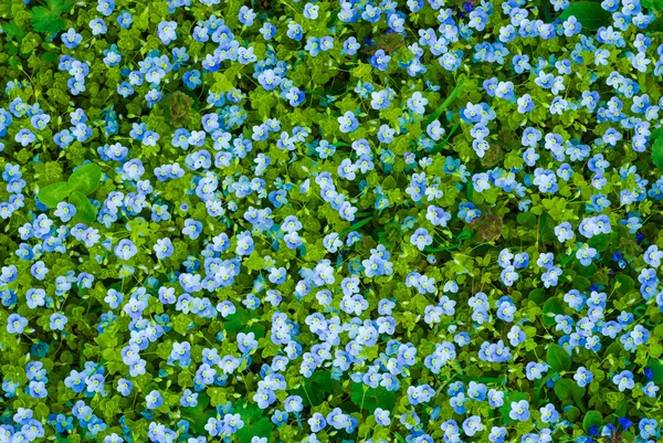 Many blue flowers — Stock Photo, Image