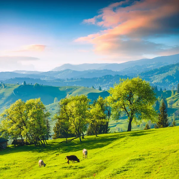 Tal mit Kuh — Stockfoto