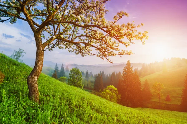 Árvore de maçã selvagem em uma colina verde — Fotografia de Stock