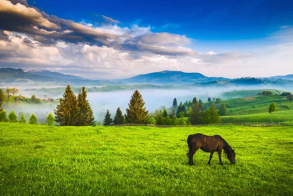 Koně pasoucí se na louce — Stock fotografie