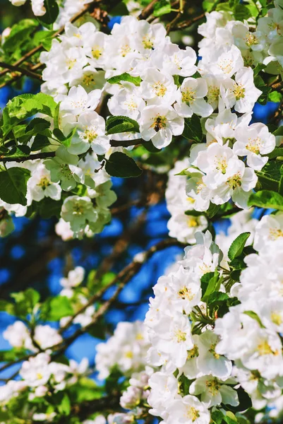 Яблоня цветущая — стоковое фото
