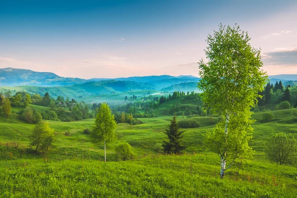 녹색 언덕에 자작나무 — 스톡 사진