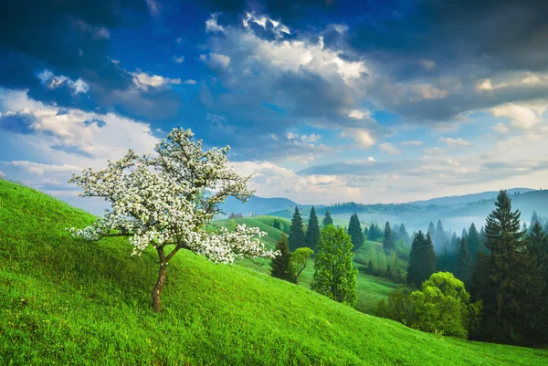 Flowering tree in Carpathians — Stock Photo, Image