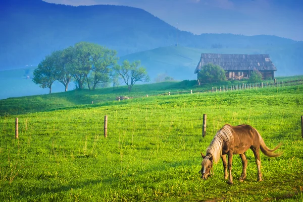 Paard in een groene weide — Stockfoto