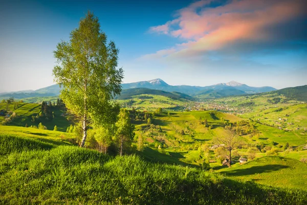 Lonely birch tree on a green hill — Stock Photo, Image