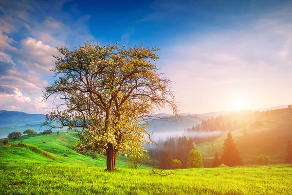 Одинокое дерево на зеленом холме — стоковое фото