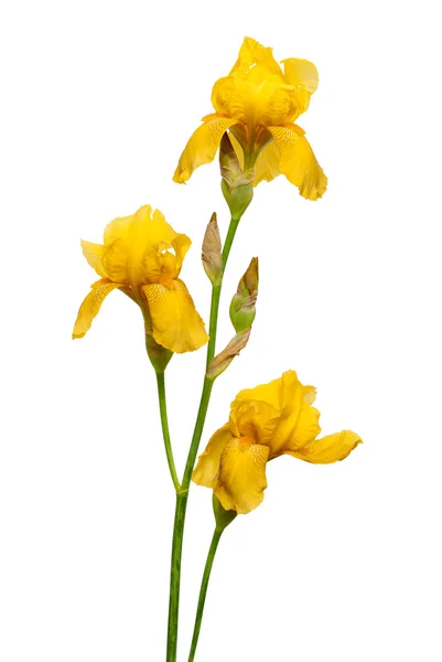 Yellow irish flower — Stock Photo, Image