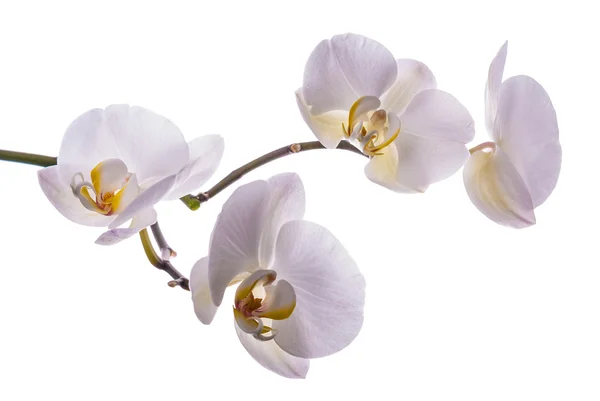 Beautiful flower orchid 4 — Stock Photo, Image