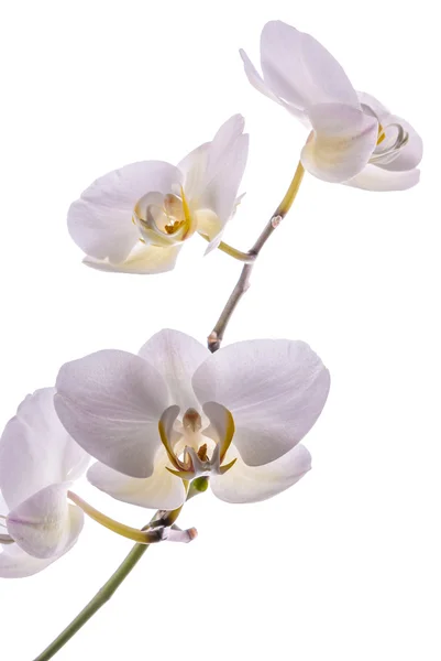 Beautiful flower orchid 1 — Stock Photo, Image