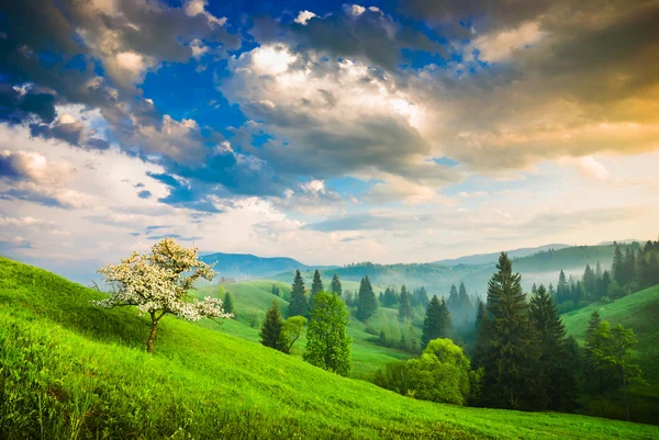 Blommande äppelträd — Stockfoto