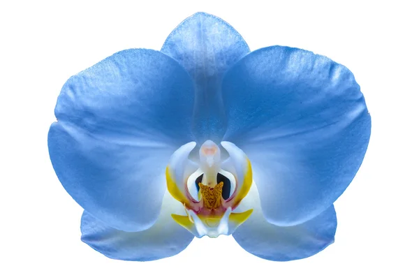 Beautiful flower orchid 6 — Stock Photo, Image