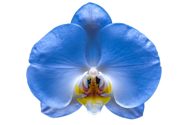 Beautiful flower orchid 7 — Stock Photo, Image