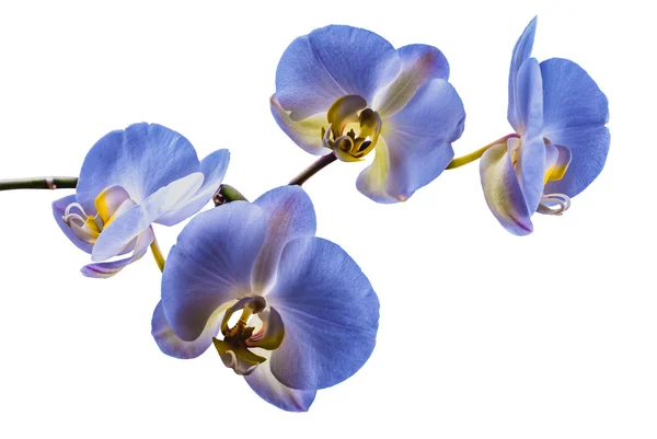 Blue orchid isolated — Stock Photo, Image