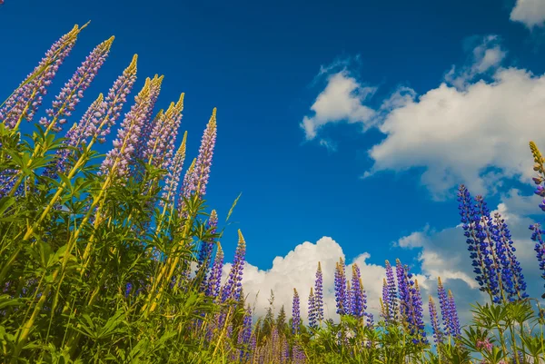 Krásné fialové květiny — Stock fotografie