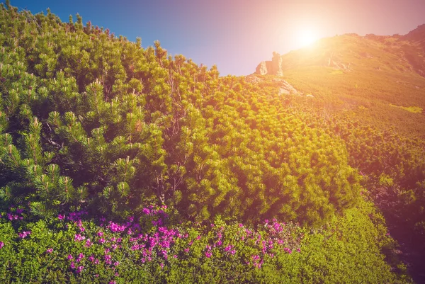 カルパティア rododendron バレー — ストック写真