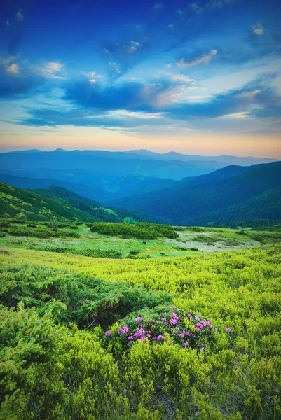 Karpatische bergen prairie — Stockfoto