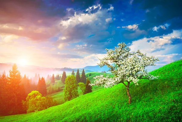 喀尔巴阡山脉棵开花的树 — 图库照片
