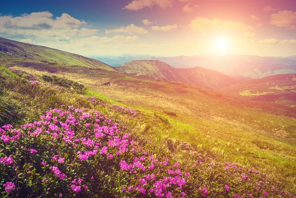 Rododendron mit frischer Blüte — Stockfoto