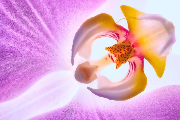 Цветок орхидей. Крупный план — стоковое фото