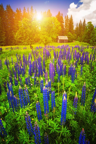 파란 꽃의 초원 — 스톡 사진