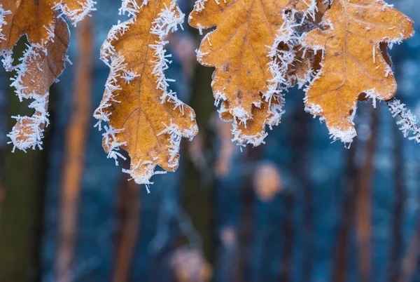 Gelbe Herbstblätter im Raureif — Stockfoto