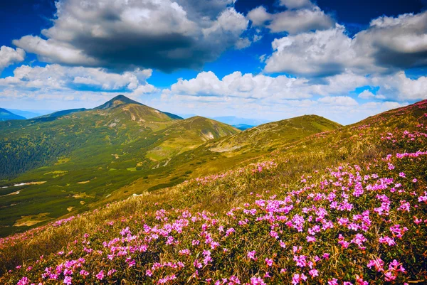 Way to Hoverla — Stock Photo, Image