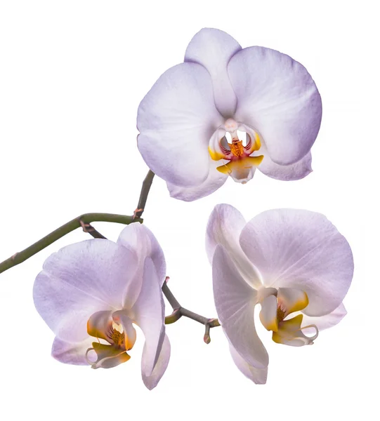 White orchid isolated — Stock Photo, Image