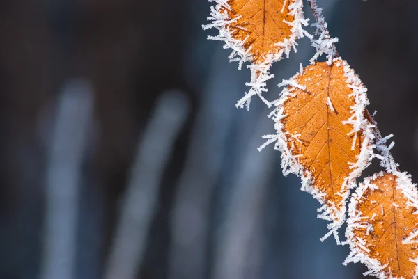 Hojas amarillas de otoño — Foto de Stock