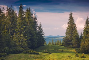 Vahşi Karpat çam ormanı