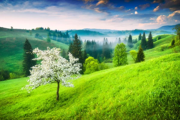 Fresh Carpathian morning — Stock Photo, Image
