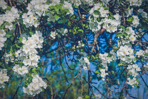 Цветущий яблоневый сад — стоковое фото