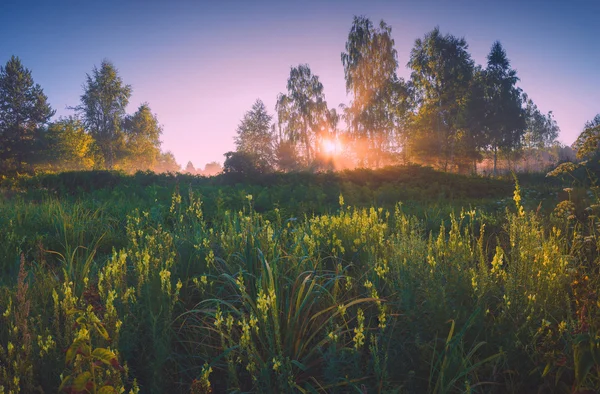 Bir vadide parlak sabah — Stok fotoğraf