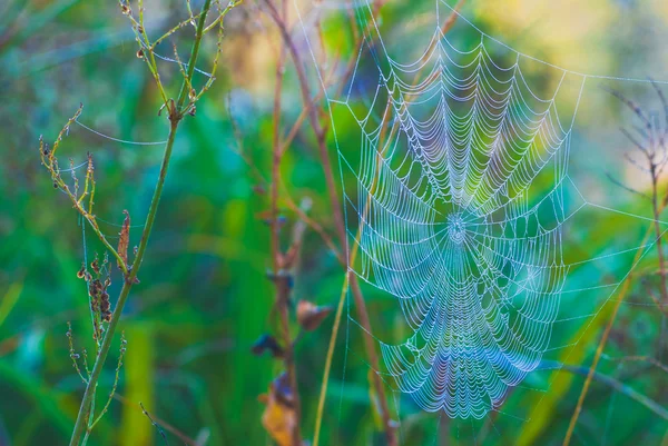 Teia de aranha — Fotografia de Stock