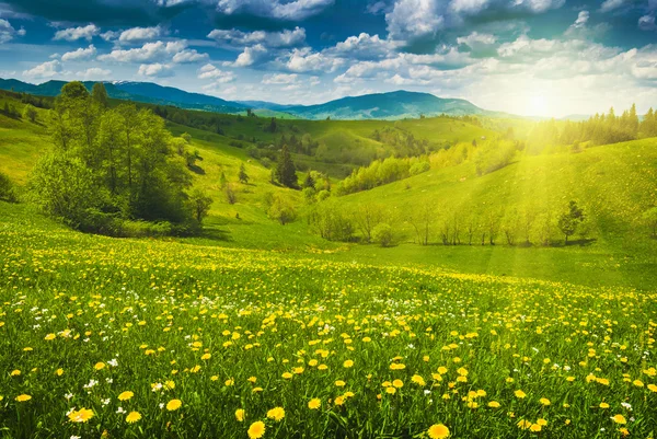 Flores amarillas en un prado de primavera — Foto de Stock