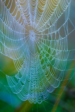 Çiğ ile dev spiderweb