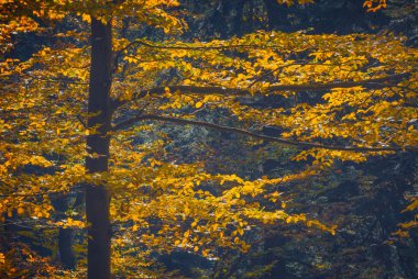 bir ormandaki renkli sonbahar ağaçlar