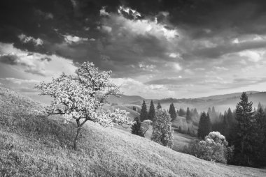 Çiçekli ağaç bir Karpatlar bir tepe üzerinde