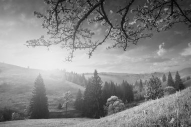 Çiçekli yabani elma. Tek renkli renkler