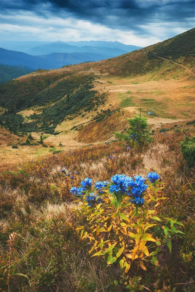 산 언덕에 블루 벨 꽃 — 스톡 사진