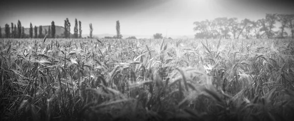 Campo de trigo em uma luz do meio-dia cegamente brilhante — Fotografia de Stock