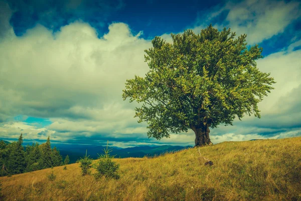외로운 나무의 카 르 파 티아 초원 빈티지 색상. — 스톡 사진