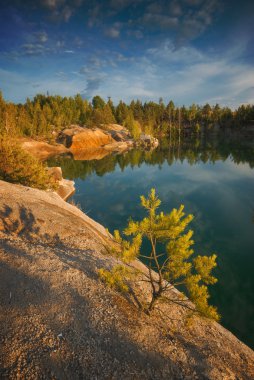 Küçük çam ağacı