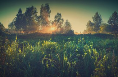 Parlak sabah bir vadi. Vintage renkleri