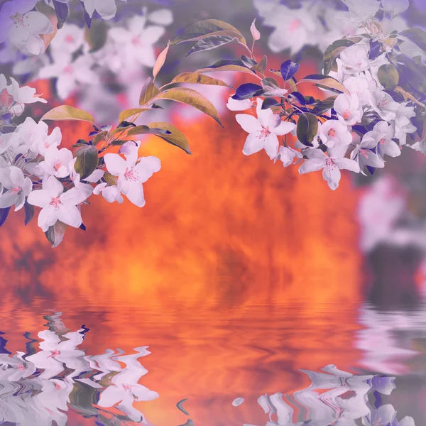 Fondo de la naturaleza flor de manzana — Foto de Stock