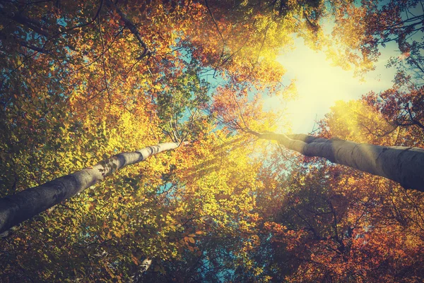 秋の森の色。ヴィンテージの色 — ストック写真