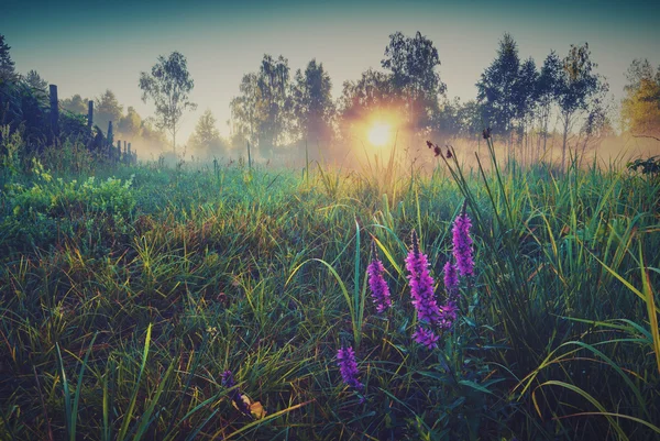 Φωτεινό πρωί κοιλάδα. Εκλεκτής ποιότητας χρώματα — Φωτογραφία Αρχείου