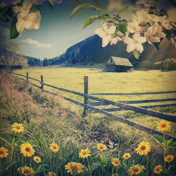 Madeliefjes in een gras. Vintage kleuren — Stockfoto