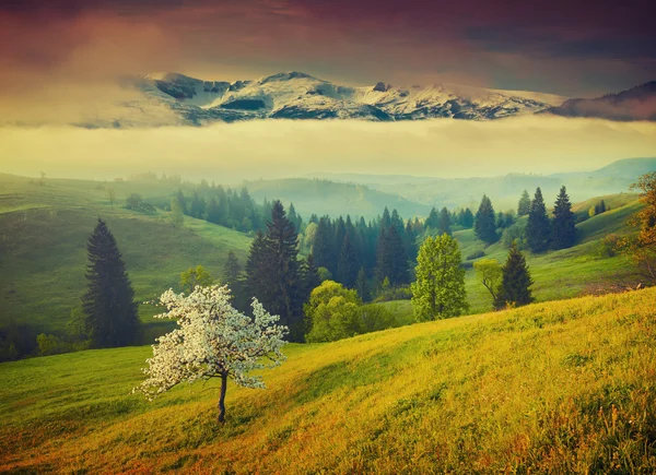 Квітуче дерево на зеленому пагорбі зі засніженими гірськими вершинами . — стокове фото