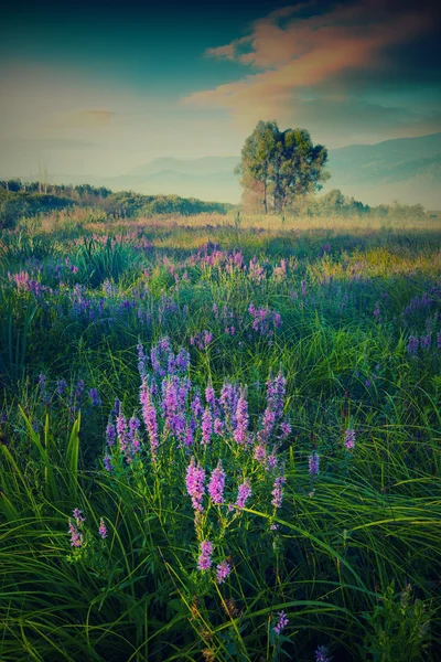 Muchas flores azules en una hierba alta. Colores vintage —  Fotos de Stock